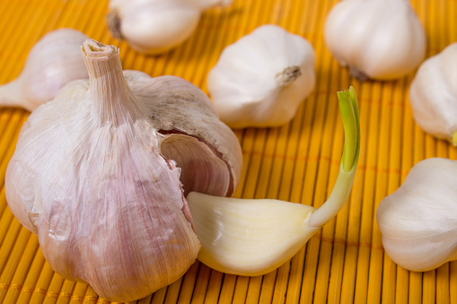 Organic garlic whole and cloves on the wooden background.