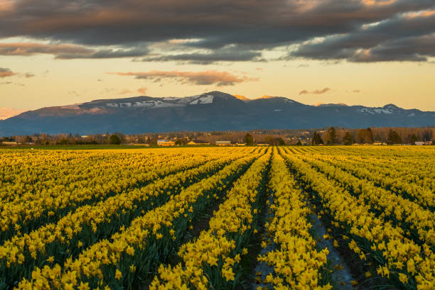 istock Colorful field of narcissus 690640066