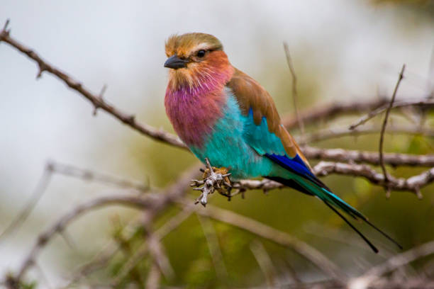 istock Birds in South Africa 690640174