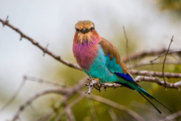 istock Birds in South Africa 690640176