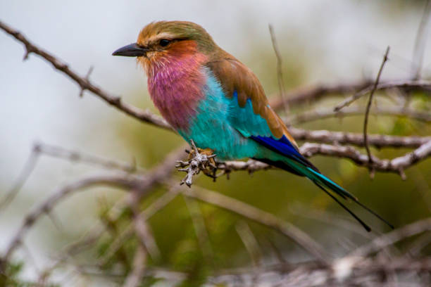 istock Birds in South Africa 690640186