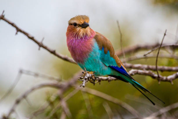 istock Birds in South Africa 690640194