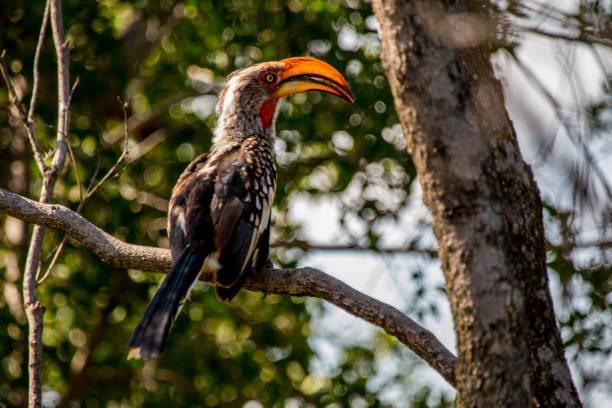 istock Birds in South Africa 690640270