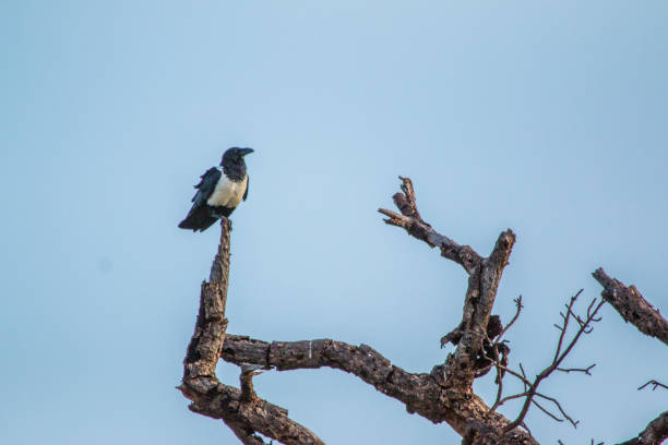 istock Birds in South Africa 690640314