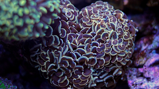 coral in aquarium tank