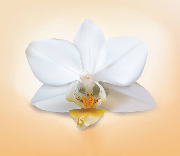 istock Isolated orchid flower. Rare moth mini white orchid hybrid one flower on white background with blend shadow. Vector saved in eps10. Shadow on mesh background. 690643116