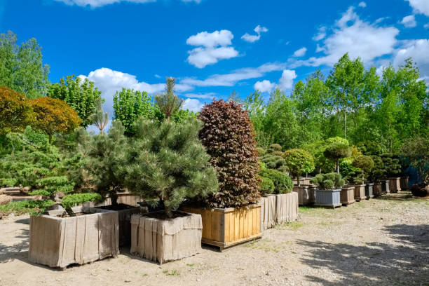 сосна и ель в горшках и бонсай садовых растений на ферме деревьев. - eastern arborvitae стоковые фото и изображения