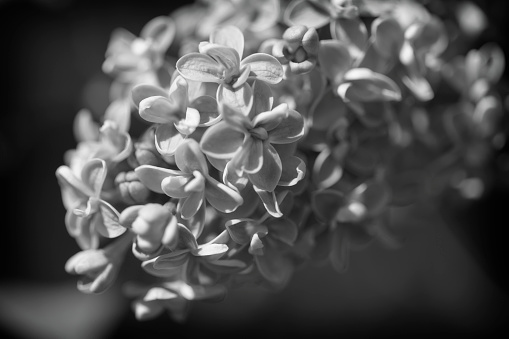 Black and white close-up of Old Fashioned Lilac blossoms in Springtime.
