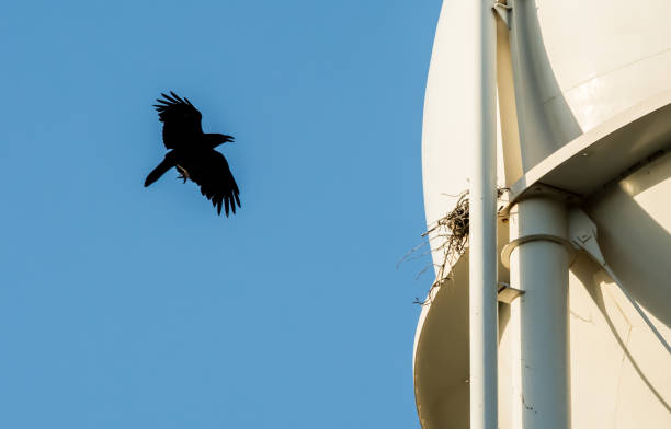 istock raven crow bird flying to nest silhouette 690654246