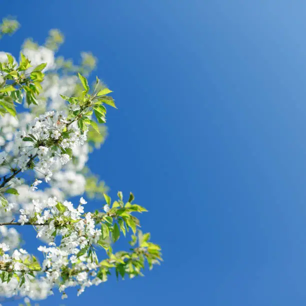 Composition of spring flowers on blue sky.