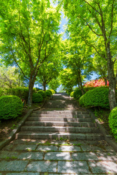 Fresh Green Road Roads and stairs in fresh greenery 木漏れ日 stock pictures, royalty-free photos & images