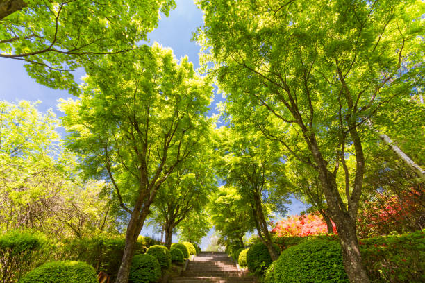 Fresh Green Road Roads and stairs in fresh greenery 木漏れ日 stock pictures, royalty-free photos & images