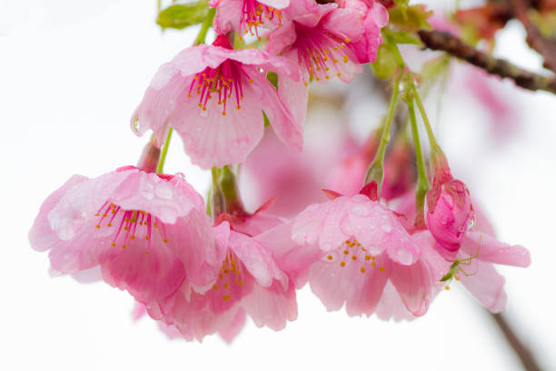 Double cherry blossoms and rain The double cherry blossoms blooming moistly and glossily in the rain, and if you look closely, the spider is hidden. 蜘蛛 stock pictures, royalty-free photos & images