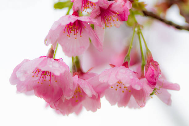Double cherry blossoms and rain The double cherry blossoms blooming moistly and glossily in the rain, and if you look closely, the spider is hidden. 蜘蛛 stock pictures, royalty-free photos & images