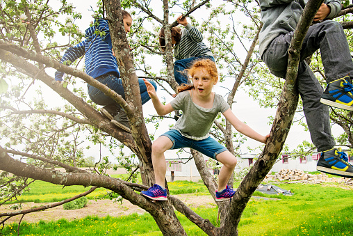 Group of four kids, age from 9 to 14 year’s old, playing together in the branches of a blossoming apple tree in springtime. Two girls and two boy. Horizont-al full length outdoors shot with copy space. This was taken in Quebec, Canada.