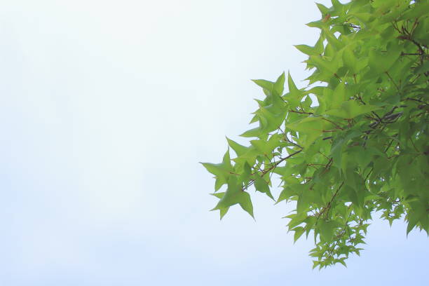 Green leaves on sunny day Green leaves against the blue sky 木漏れ日 stock pictures, royalty-free photos & images