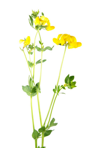 Bird's-foot trefoil (Lotus corniculatus) isolated on white background. Medicinal plant Bird's-foot trefoil (Lotus corniculatus) isolated on white background. Medicinal plant lotus corniculatus stock pictures, royalty-free photos & images