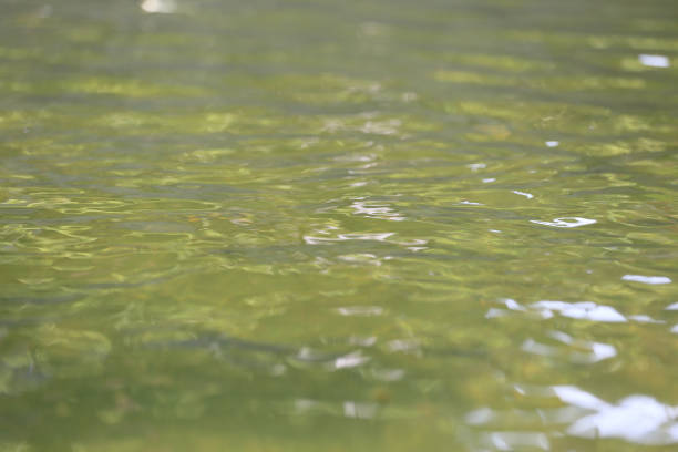 istock Abstract yellow water in pond for the design background. 690672758