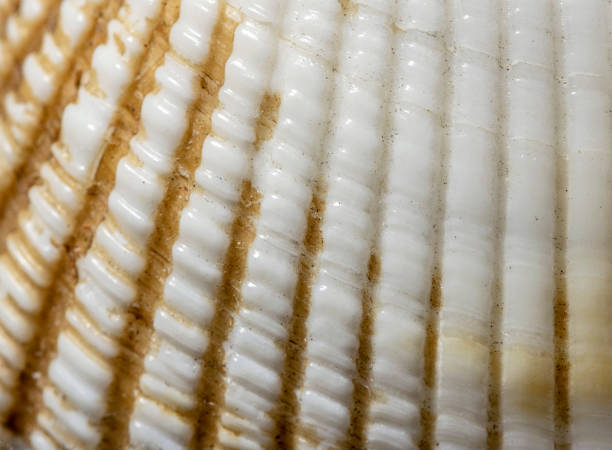 istock Yellow sea shell closeup macro, with straight vertical lines forming a vertical pattern, details and texture 690673000