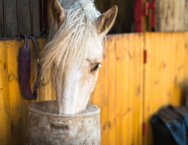 istock The white horse eating from the barrel 690675400