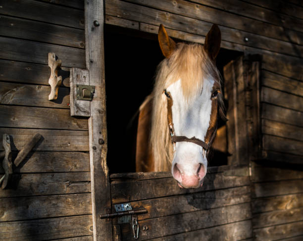 istock The horse in the stable, looking outside from the window 690675406