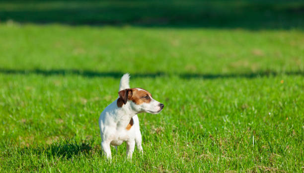 istock dog in the park 690676136