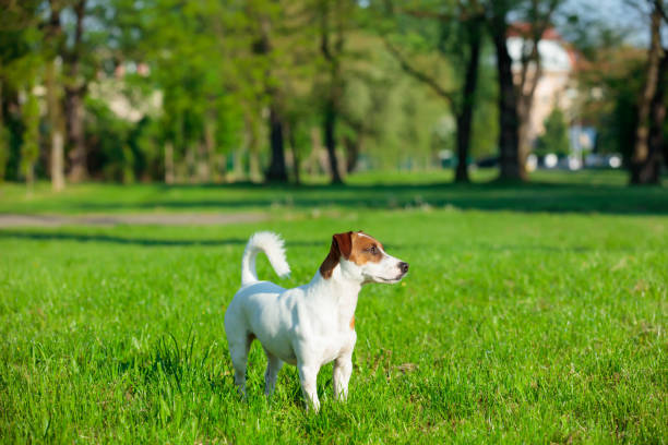 istock dog in the park 690676138