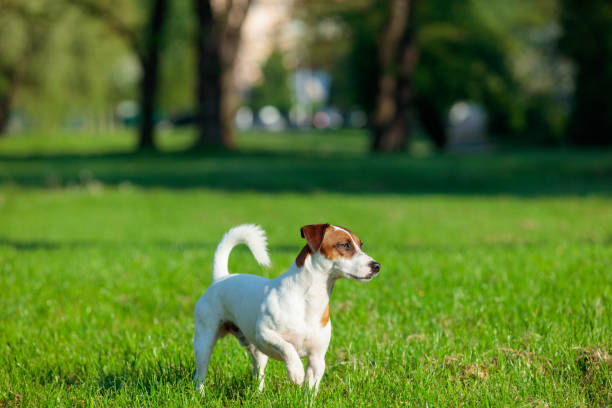 istock dog in the park 690676140