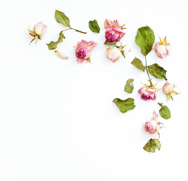 istock Dried pink dose flowers corner arrangement 690676228