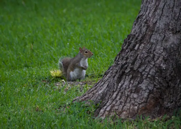 A squirrel takes a break from his sunflower to secure his location.