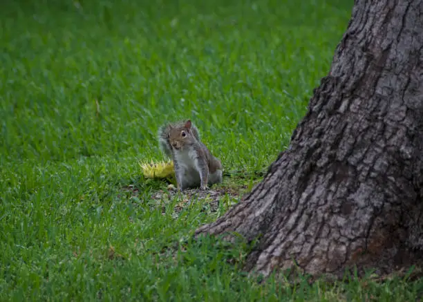 A squirrel takes a break from his sunflower to secure his location.