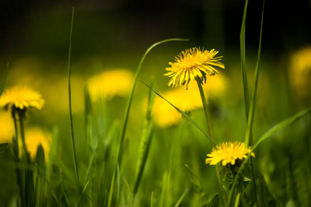 istock Field of dandelions 690686992