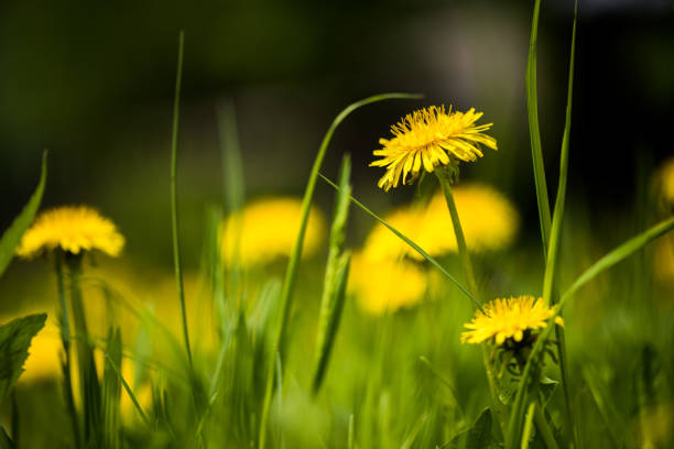 istock Field of dandelions 690689386