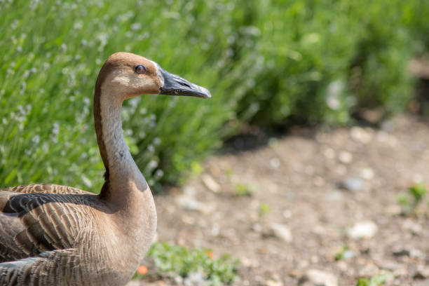 istock Swan goose. Rare wild goose in profile with copy space. 690690036