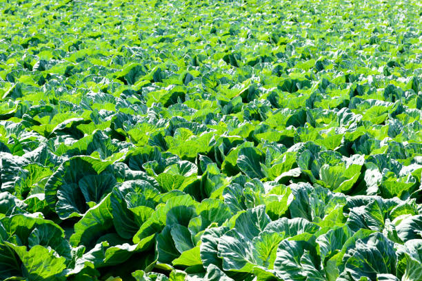 Cabbage field, highland vegetables Cabbage field, highland vegetables. Fresh summer vegetables. Organic farm. 田畑 stock pictures, royalty-free photos & images