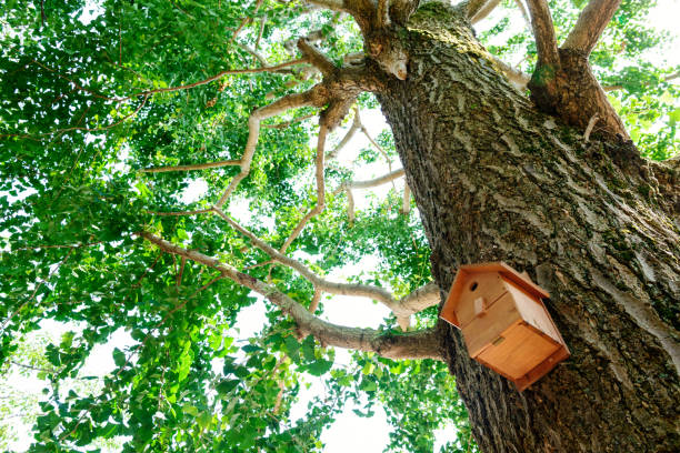 Birdhouse in forest Birdhouse in the forest. A ginkgo tree and a bird 's nest box. The season of fresh green. 木漏れ日 stock pictures, royalty-free photos & images