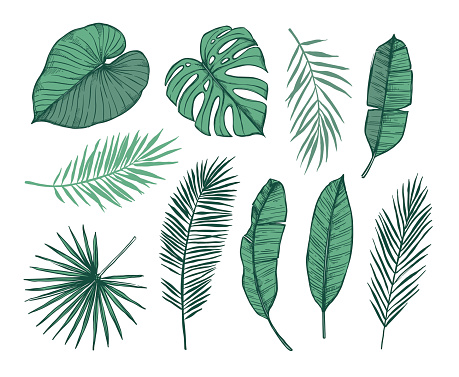 Hand drawn vector illustration - Palm leaves (monstera, areca palm, fan palm, banana leaves). Tropical design elements. Perfect for prints, posters, invitations etc