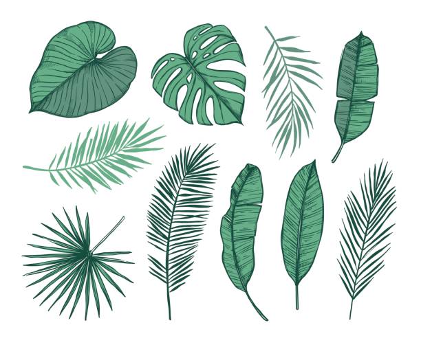 Hand drawn vector illustration - Palm leaves (monstera, areca palm, fan palm, banana leaves). Tropical design elements. Perfect for prints, posters, invitations etc Hand drawn vector illustration - Palm leaves (monstera, areca palm, fan palm, banana leaves). Tropical design elements. Perfect for prints, posters, invitations etc banana leaf stock illustrations