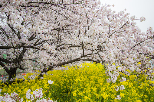 Kumagaya Arakawa Ryokuchi Park,also known as Kumagaya Sakura Tsutsumi in Kumagaya,Saitama Prefecture,Japan  is famous for its cherry blossoms and is considered one of Japan’s Top 100 Cherry Blossom Spots. Kumagaya Arakawa Ryokuchi Park features a 2km long cherry blossom tunnel.