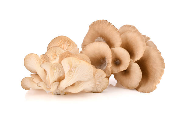 istock oyster mushroom isolated on white background 690724202