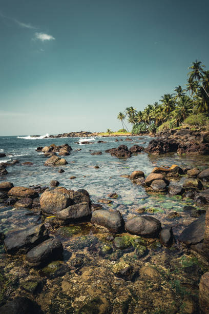 landscape tropical palm rocky beach. - goa beach india green imagens e fotografias de stock