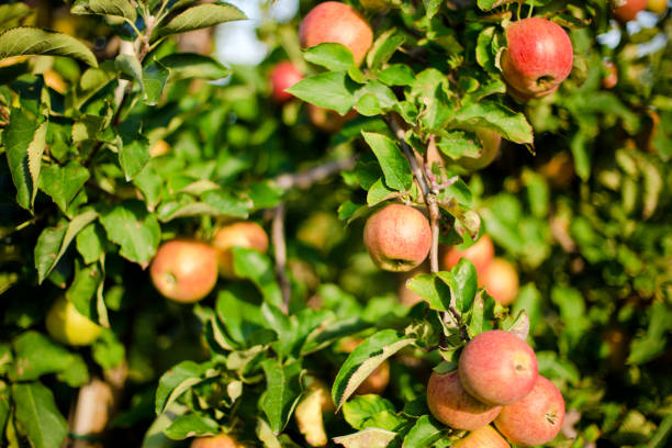 istock Apples in the Old Country, Lower Saxony 690738434
