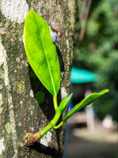 istock Green leaves nature background. 690750104
