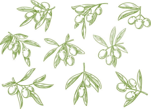 ilustraciones, imágenes clip art, dibujos animados e iconos de stock de rama de vector de aceitunas fesh sketch set de iconos - aceite de oliva