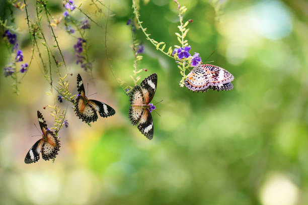 The Leopard Lacewing (Cethosia cyane) butterfly  perched on golden dew drop flower