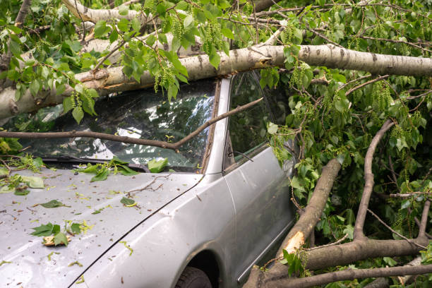 car filled with trees fallen during a strong hurricane