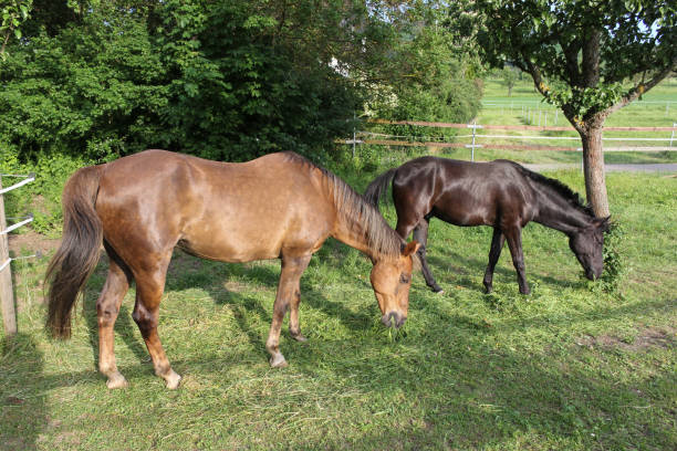 istock black and brown colored foals end of may in south germany 690767378