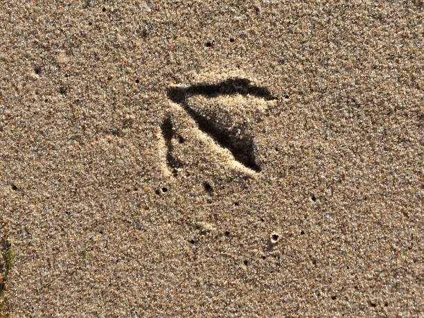 istock Tracks of a gull in sand 690769506