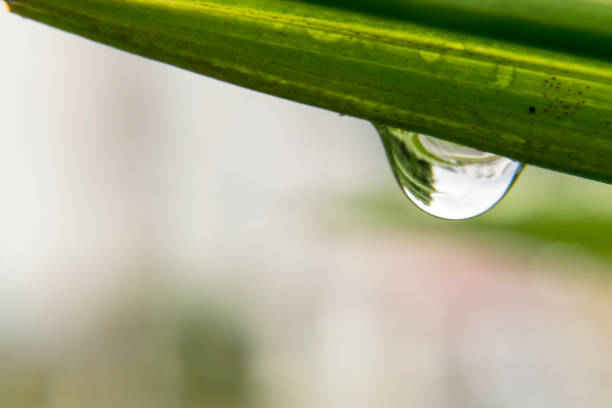 istock Drop of water hanging on a plant leaf 690769560