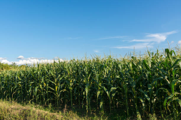 corn field with blue sky stock photo